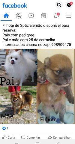 Filhote de spitz alemão