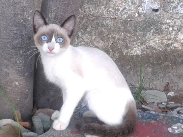 Doação gatinha - Foto 4