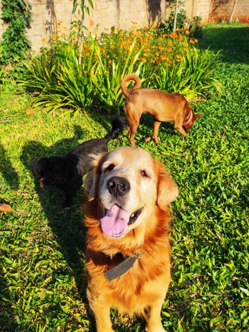 Namorada para Golden - Foto 4