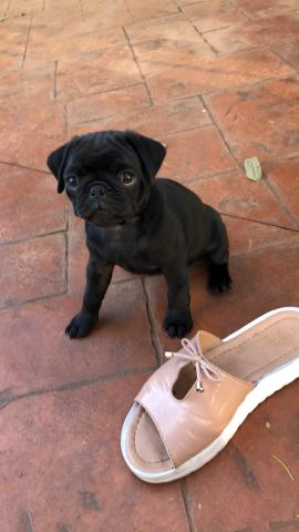 Pug filhote cão cachorrinhos pug - Foto 3