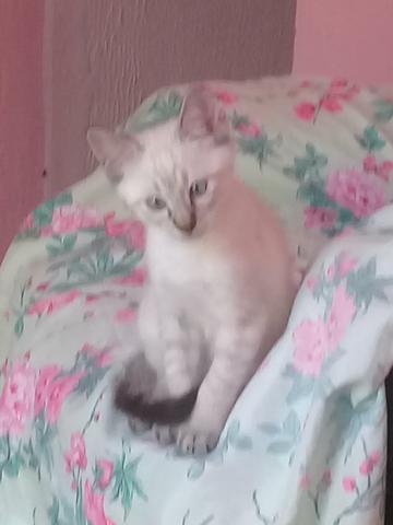 Kinguinho