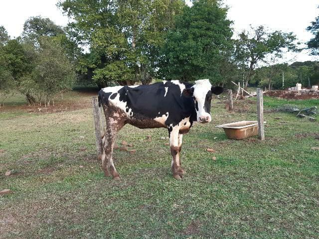 Barbada vaca holandês pura