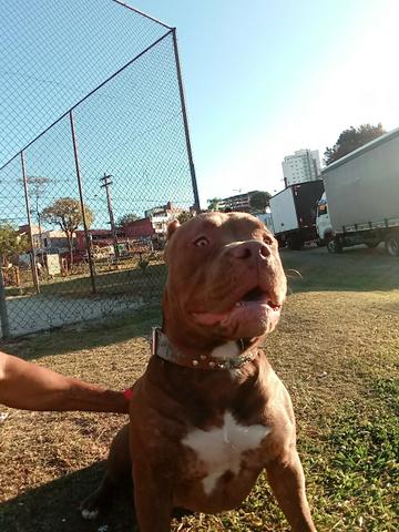 Vendo um pitbull