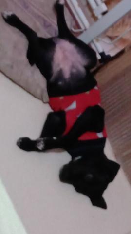 Doa-se cachorrinho filhote fêmea