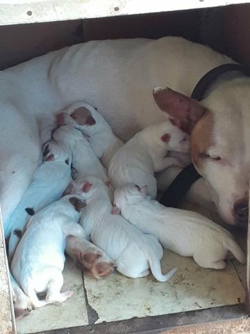Filhotes de Pitbull Puro - Foto 2