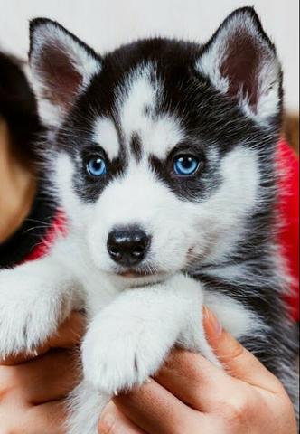 Filhotes de Husky Siberiano Garantia Recibo Pedigree - Foto 2