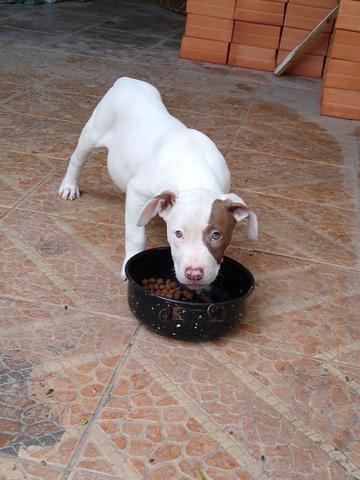 Pit monster (Bully xl xxl)