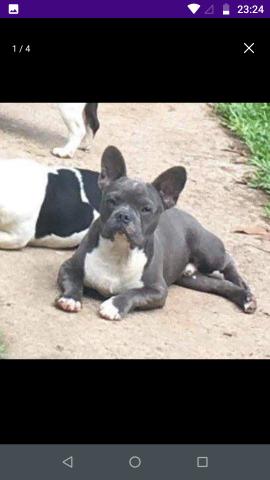 Buldog frances - Foto 2