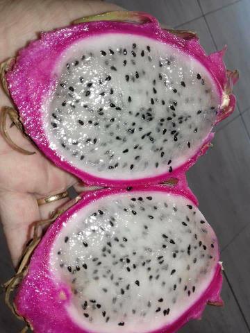 Mudas de pitaia