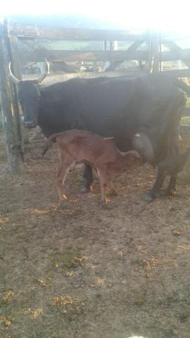 Vende-se vacas - Foto 5