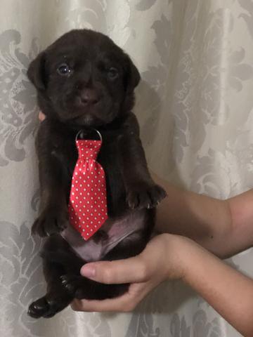 Vendo labrador - Foto 6