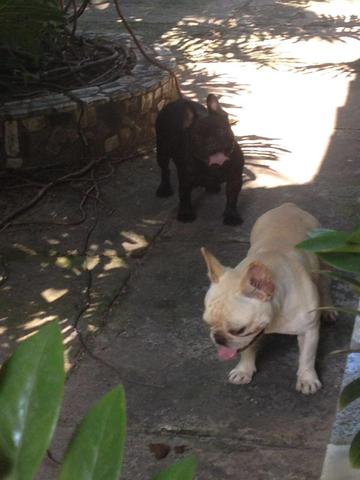 Bulldog francês fêmea preta disponível - Foto 6