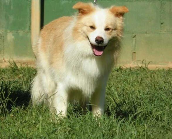 Border collie - Foto 5