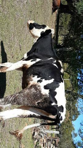 Barbada vaca holandês pura - Foto 2