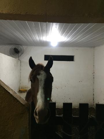 Potro sem papel 2.5 de idade muito lindo - Foto 5