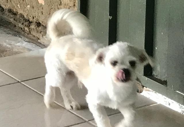 Shitszu machos puros (Venda ou Troca) URGENTE - Foto 6