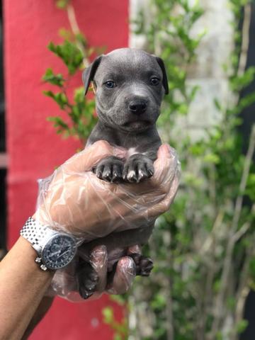 Pitbull - Foto 3