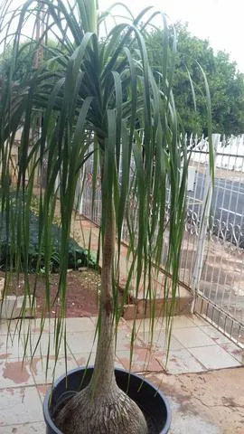 200 Sementes de pata de elefante