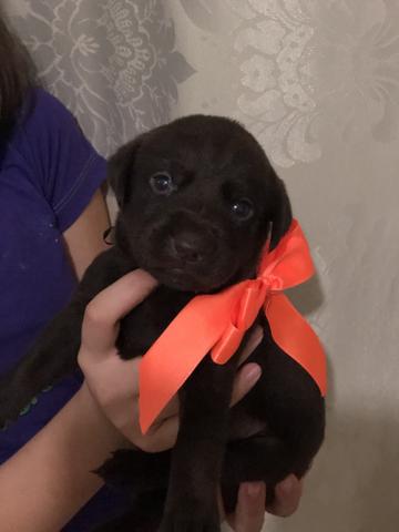 Vendo labrador - Foto 5