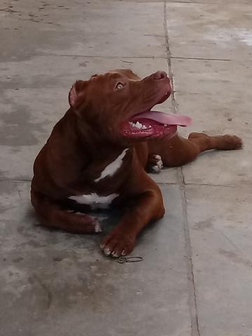 Vendo um pitbull - Foto 3