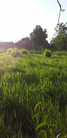 Terreno na área rural - Foto 6