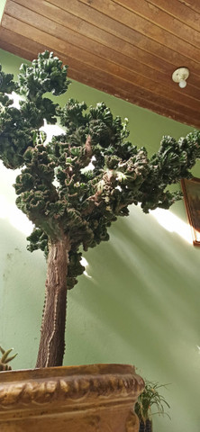 Belissimo cactos " monstruoso" - Foto 2