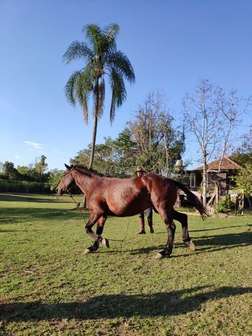 Égua super mansa - Quarto de Milha - Foto 4
