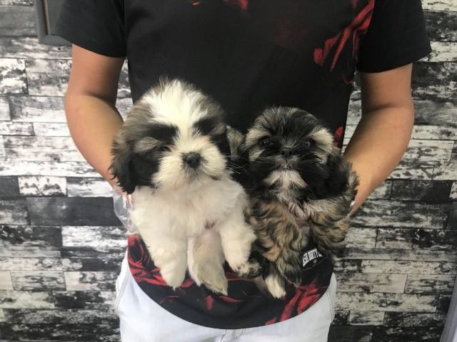 Filhotes de Lhasa Apso * (Whatsapp) - Luan Nero