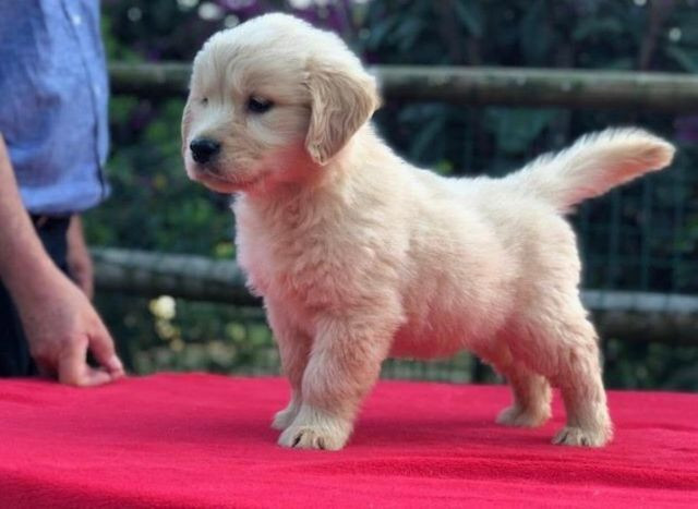 Filhotes de Golden Retriever * (Whatsapp) - Luan Nero - Foto 2