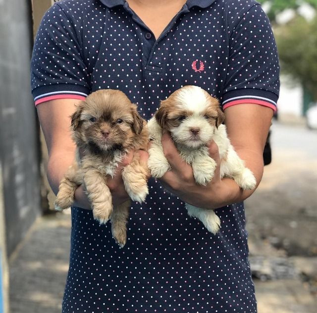 Filhotes de Shih Tzu * (Whatsapp) - Luan Nero - Foto 2