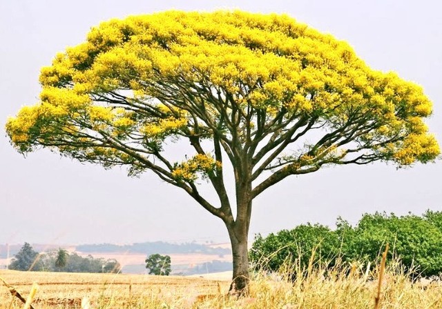 plantas frutas mudas nativas arvores jardim ver entrega região são lourenço