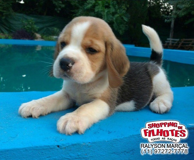 Beagle Mini Seu + novo companheiro. Compre ou Reserve pelo tel 119