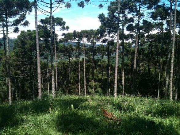 Terreno à venda, 800 m² por r$ 478.800,00 - condomínio aspen mountain - gramado/rs - Foto 3