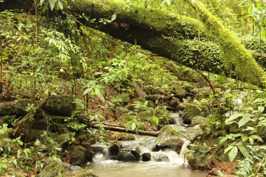 Sítio à venda, linha ávila, gramado. - Foto 8
