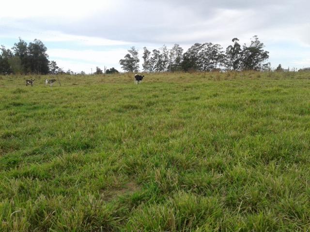 Fazenda de 51 alqueires - Foto 19