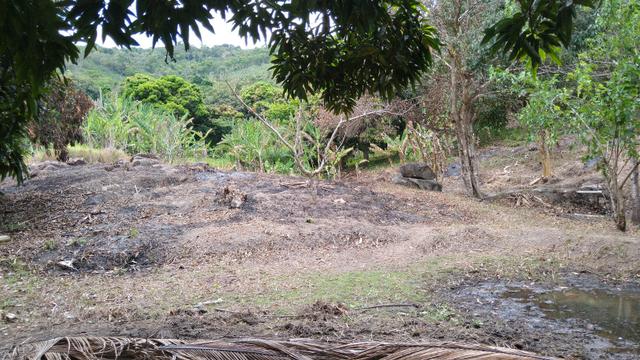 Sítio - União dos Palmares - Foto 13