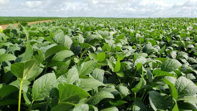 Fazenda 14600 há no Maranhão - Foto 2