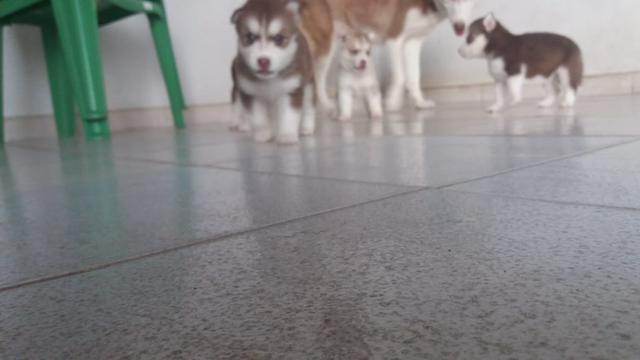 Lindos filhotes de Husky Siberiano disponível - Foto 3