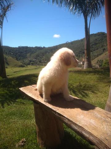 Golden Retriever-Canil Canaã//Amapá - Foto 2