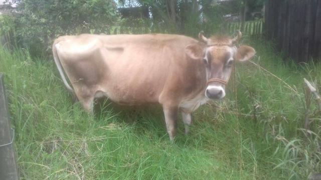 Vaca jersey prenha