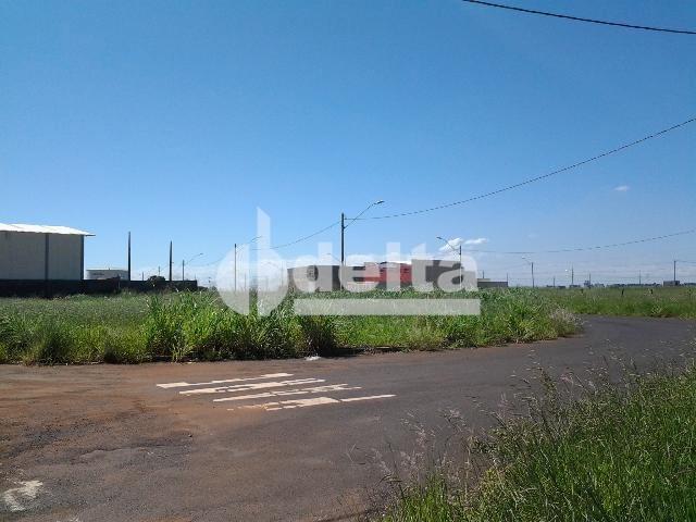 Terreno para alugar em Novo mundo, Uberlândia cod:521607 - Foto 3