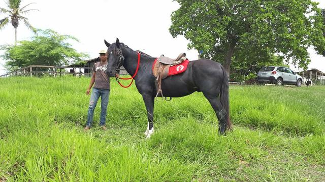 Sítio com 11.67 hectares em Igarassu/PE - Foto 12