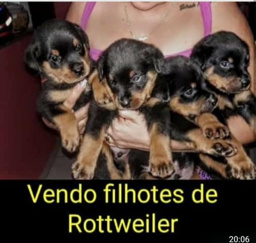 Rottweiler - Foto 3