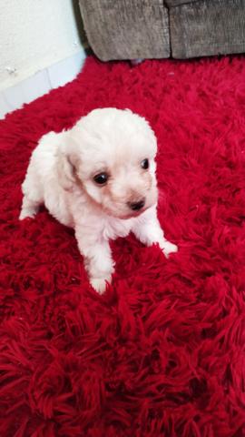 Poodle Toy Machinhos 45 dias - Foto 6