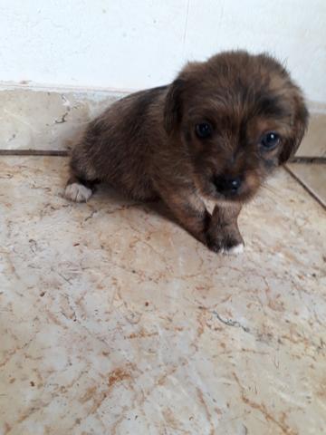 Vendo Macho - Foto 2