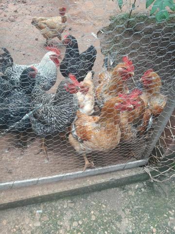 Vendo frangos caipira