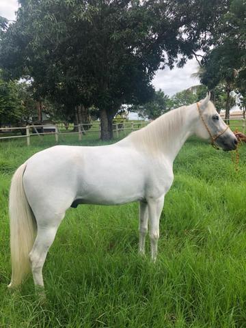 Cavalo manga larga marchador
