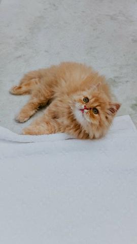 Gato persa - Foto 5