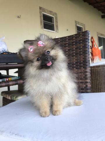 Os ursinhos mais lindos! Parcelamos no cartão