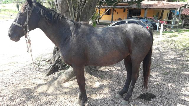 Cavalo castrado